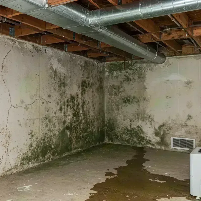 Professional Mold Removal in Fayette County, TX